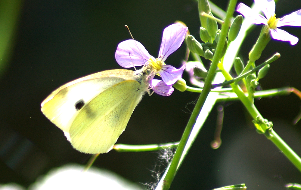 Cabbage White Butterfly